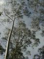 eucalypt