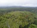 kuranda jungle