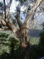 paperbark tree