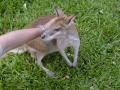 wallaby