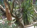 zoo koala